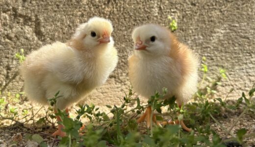 1週目　おうち養鶏🐓、はじめの一歩。